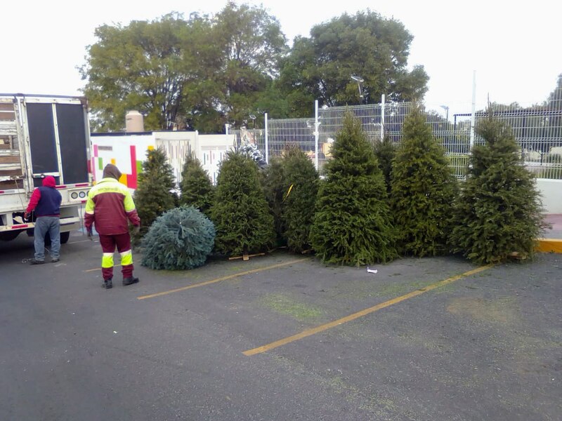 Venta de árboles de Navidad
