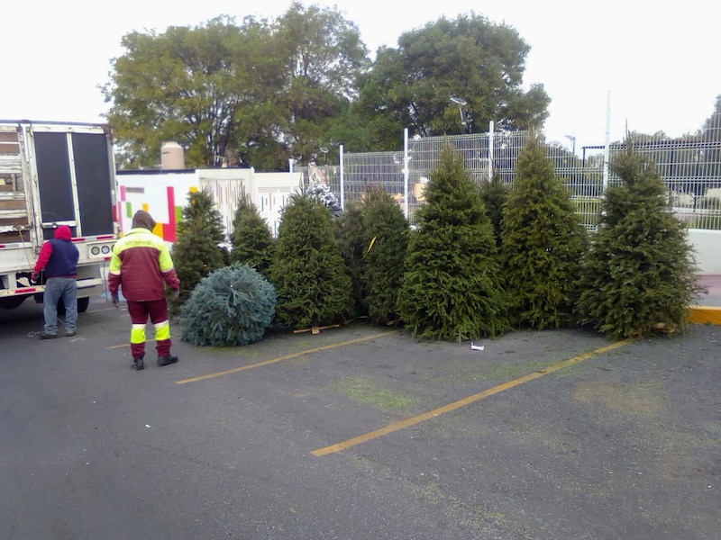 Venta de árboles de Navidad