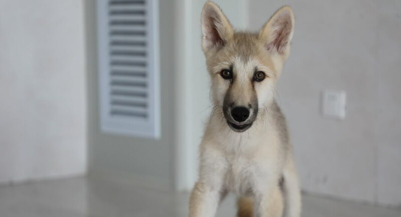Cachorro de lobo