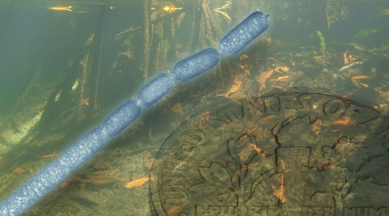 "La bacteria más grande del mundo"