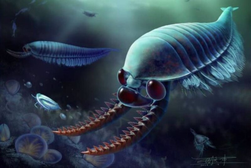 Fósil de un anomalocaris, un animal extinto que vivió en los océanos durante el período Cámbrico.